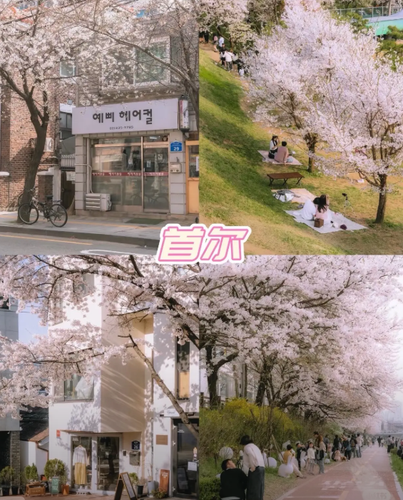 2026韓國櫻花幾月份開?最新花期預測、賞櫻勝地與兩人旅遊費用全攻略插图1 賞櫻必去勝地