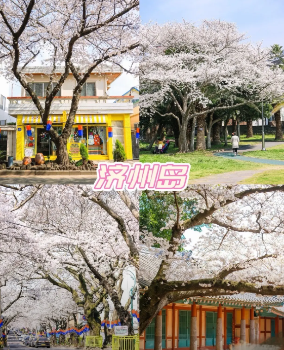 2026韓國櫻花幾月份開?最新花期預測、賞櫻勝地與兩人旅遊費用全攻略插图3 賞櫻必去勝地