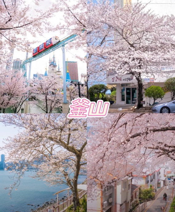 2026韓國櫻花幾月份開?最新花期預測、賞櫻勝地與兩人旅遊費用全攻略插图2 釜山賞櫻勝地