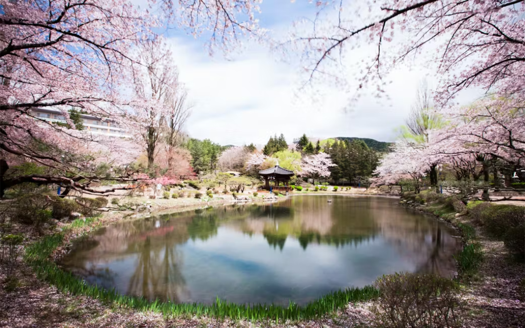 2026年韩国首尔赏樱活动时间预测|赏樱地点推荐 + BeautsGO预约皮肤科服务的攻略插图1 2026年韩国首尔赏樱活动时间预测|赏樱地点推荐 + BeautsGO预约皮肤科服务的攻略插图1