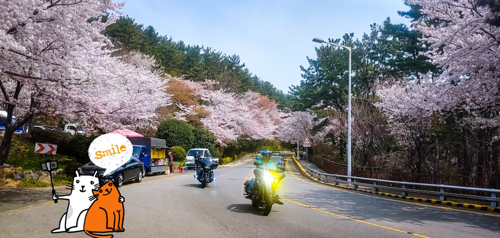 2026年釜山樱花季全程攻略｜赏樱之旅与皮肤护理，让美丽与健康同步实现——BeautsGO中文预订指南插图1